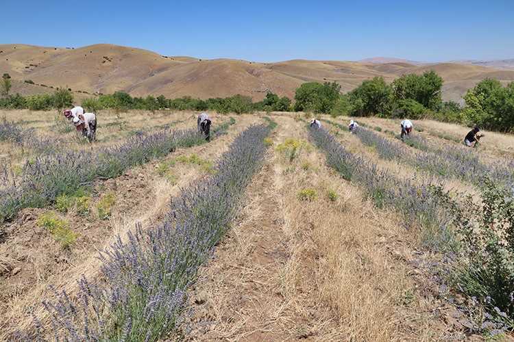 Bozkır mora boyandı