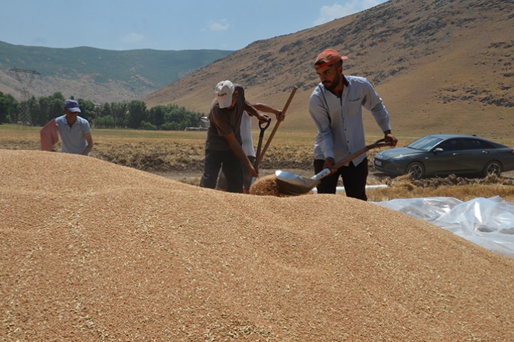 Muş'ta bahar yağmurları buğday rekoltesini artırdı