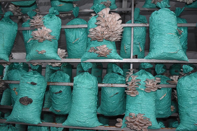 Çadır seralarda yılda 40 ton istiridye mantarı üretiyor