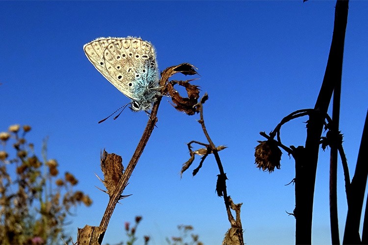 Kars'ta hava sıcaklığı artınca doğa canlandı