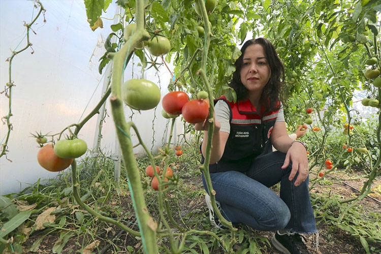 Kars'ta ziraat mühendislerinin oluşturduğu sera vatandaşlara ilham oldu