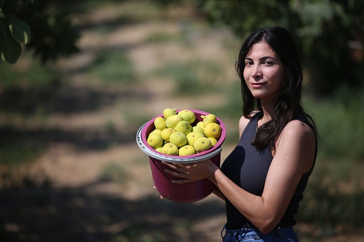 Aydın incirinde bunaltıcı sıcakta hasat mesaisi