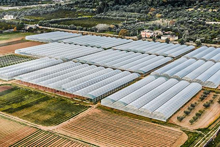 Jeotermal Kaynaklı Sera OSB, kapılarını açıyor