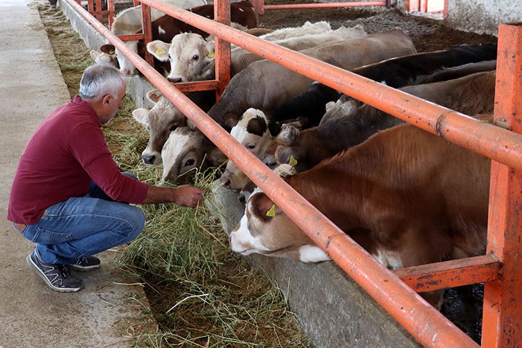 Sivaslı öğretmen kurduğu çiftlikte besi hayvanı yetiştiriyor