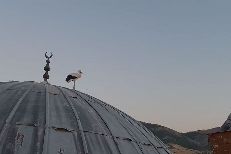 Yavru leylek, ÇEDAŞ ekiplerinin desteğiyle yuvasına döndü