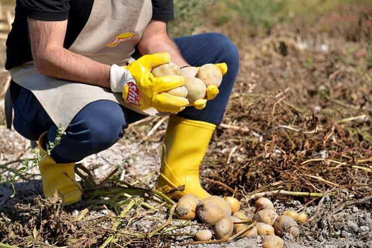 Lay's Yenileyici Tarım Fonu için başvurular açıldı