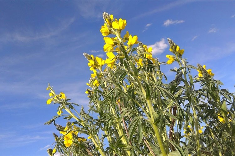 Koparılma cezası 557 bin 212 lira olan "Eber sarısı" korunuyor