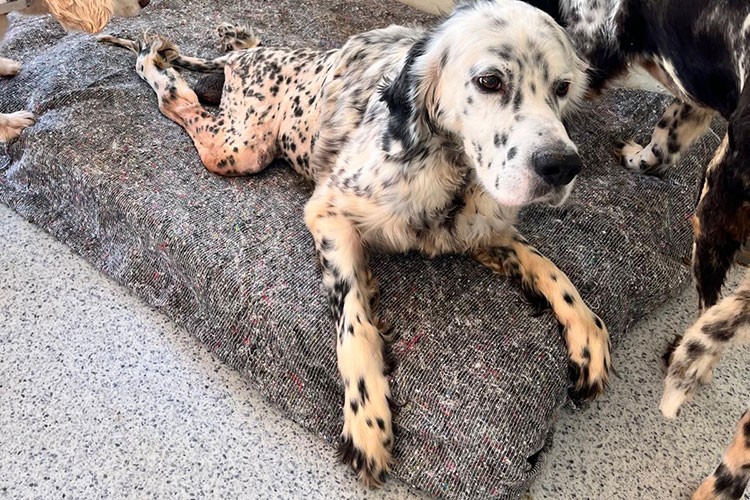 Felçli ve ağır hasta hayvanlar artık kaderlerine terk edilmiyor!