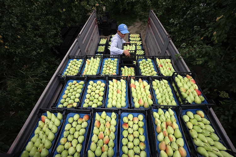 "Santa Maria" cinsi armuttaki verim arttı