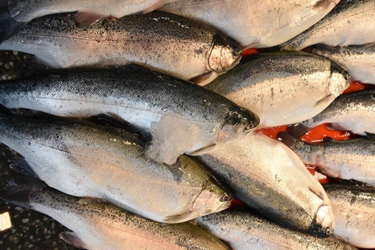 Doğu Karadeniz'in 4 aylık Türk somonu ihracatı yüzde 56 arttı