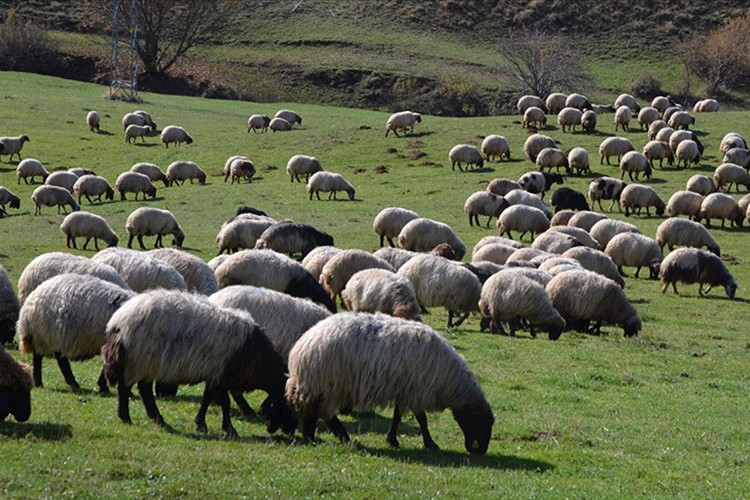 Hayvancılık destekleme esasları belirlendi