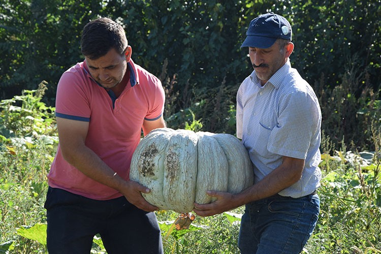 Kabak üretimi yüzde 50 arttı