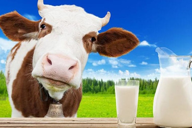 Toplanan inek sütü yüzde 6,2 arttı