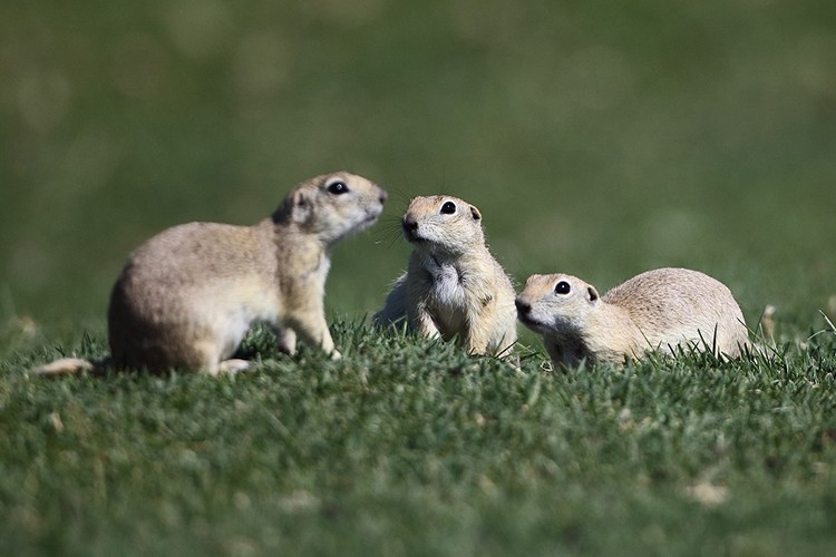 Anadolu yersincabı nesline tam destek