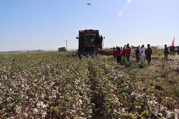 Hatay'da pamuk hasadı başladı
