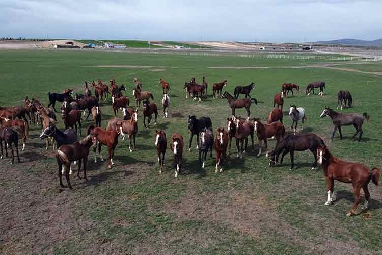 TİGEM'in 3 işletmesinde 270 şampiyon adayı tay doğdu