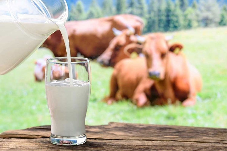 Toplanan inek sütü miktarı yüzde 8,2 arttı