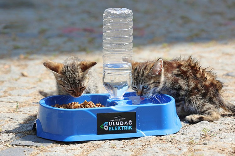 Sıcak yaz günlerinde can dostlarımıza destek