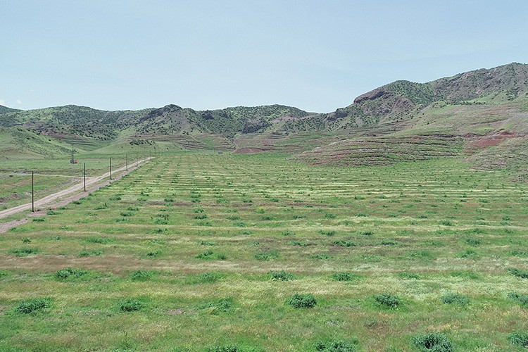 Çorak araziyi ceviz fideleriyle yeşertti