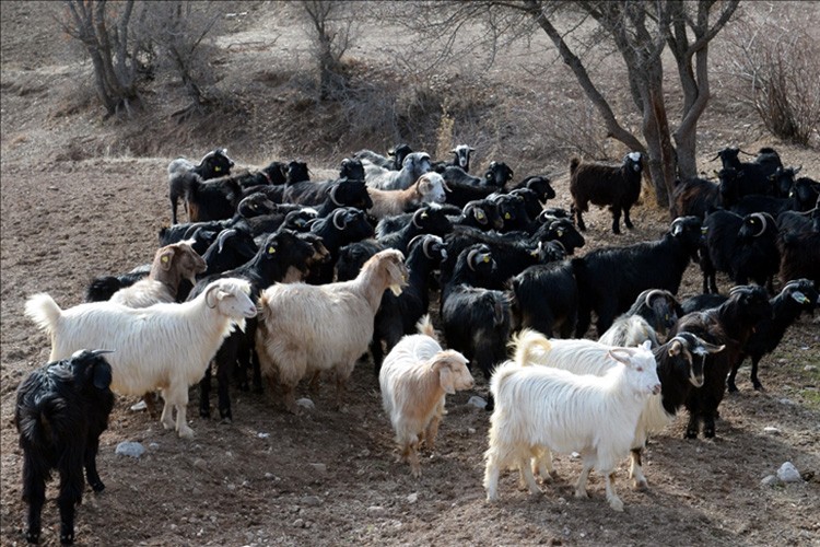 Koyun keçi yetiştiricileri destekten memnun