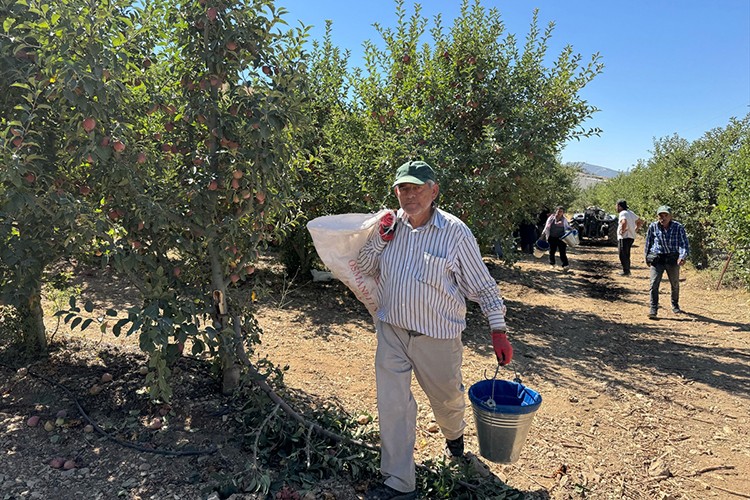 Elma diyarı Isparta'da hummalı hasat mesaisi