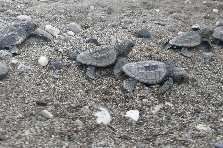 Kumsalda bulunan caretta caretta yavruları denize ulaştırıldı
