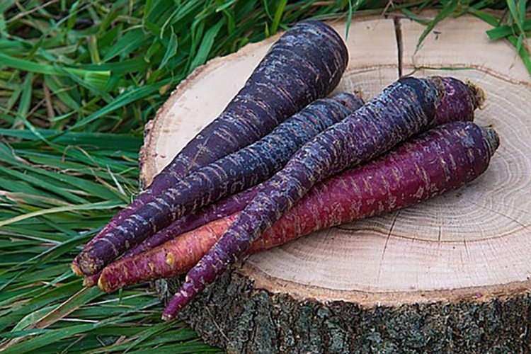 Siyah havucun alıcısı hazır