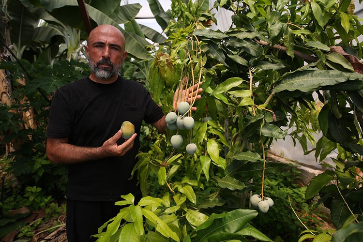 Alanya'da 40'ın üzerinde tropikal meyve üretiliyor
