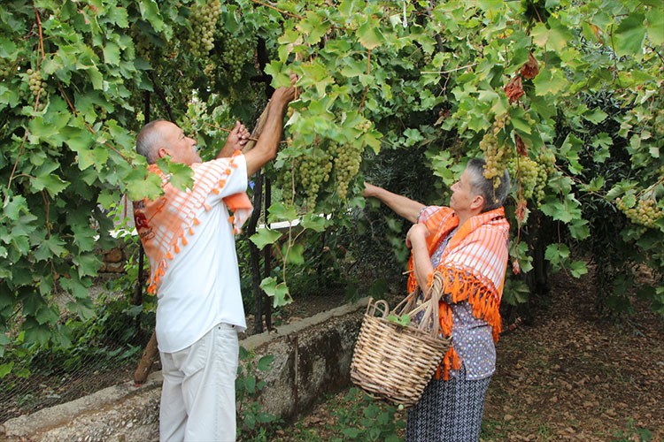 Antalya'nın margaz üzümünde hasat mesaisi sürüyor