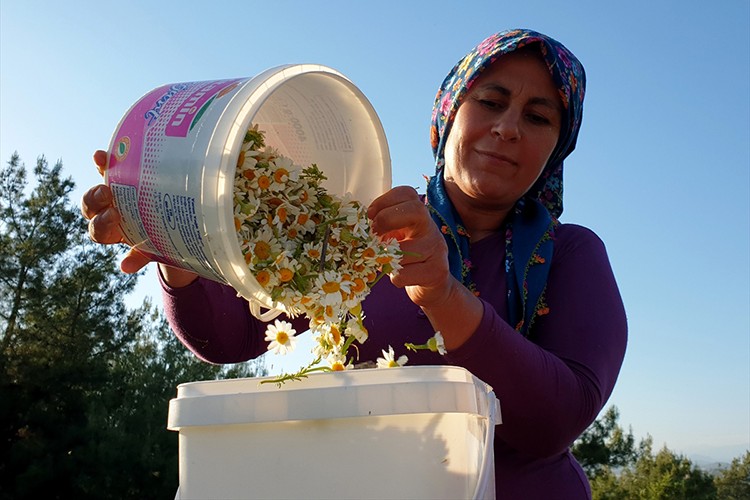 Papatyaları ilaç için kurutup satıyor