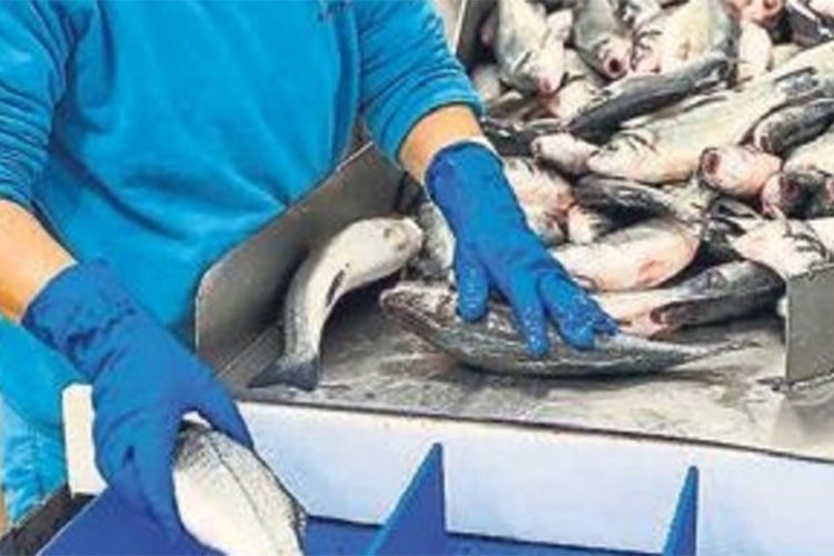 Doğu Karadeniz'in su ürünleri ihracatı yüzde 22 arttı