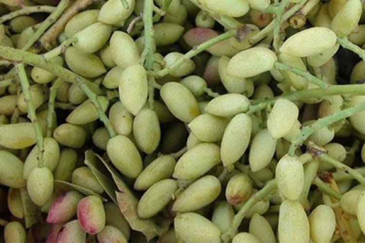 "Boz Antep fıstığı"nda hasat başladı