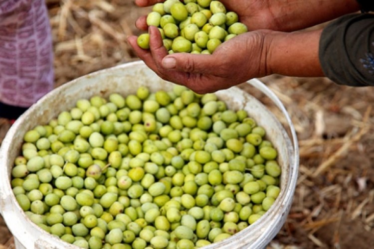 Pakistan, yemeklik yağ ithalatını azaltmak için zeytine yöneldi