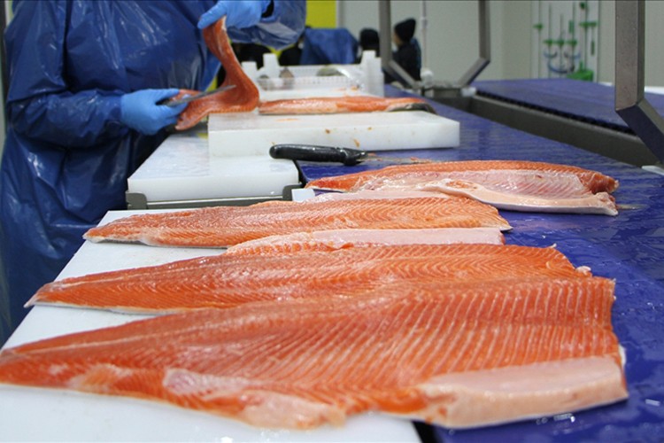 Türk somonu ihracatı 2025'te 520 milyon doları aştı