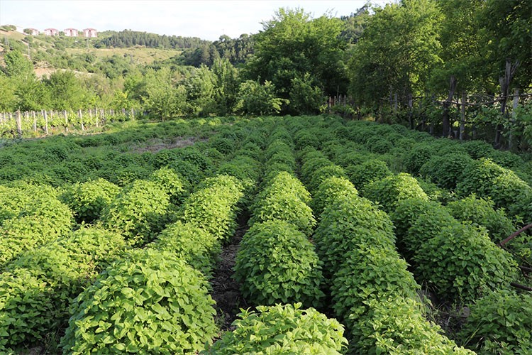 Karabük'te tıbbi aromatik bitki üretim alanı yüzde 74 arttı