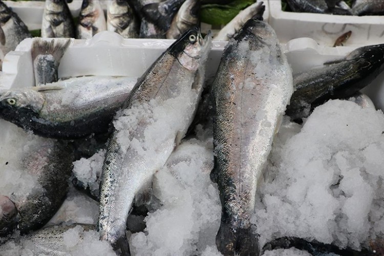 46,3 milyon dolarlık Türk somonu ihraç edildi