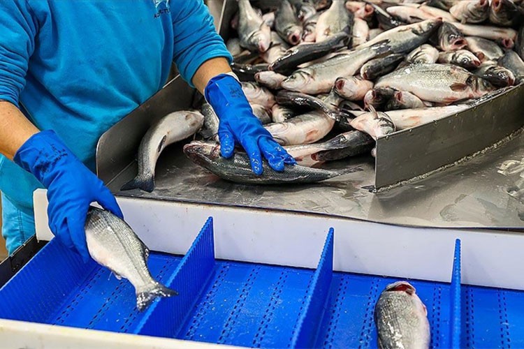 Muğla'dan 625,6 milyon dolarlık su ürünleri ihracatı yapıldı