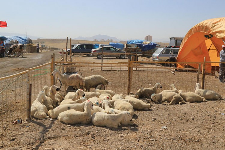 Melikgazi'de kurban satış yerleri hazır