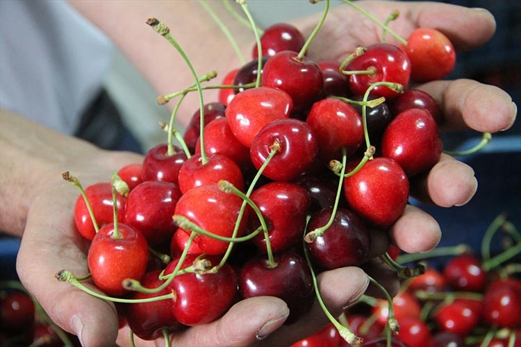 129 milyon dolarlık kiraz ihracatı yapıldı