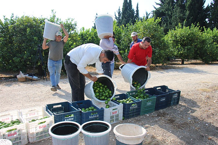 Mersin'de erkenci limonun hasadı başladı