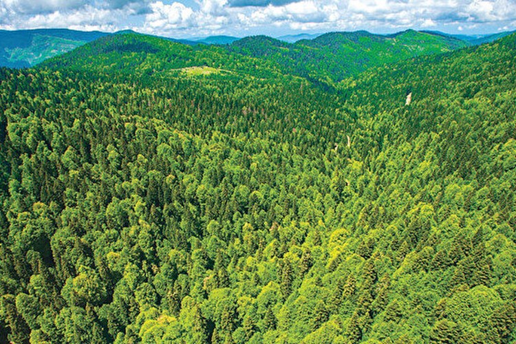 Türkiye dünyada ormanlık alanını en fazla artıran ülkeler arasında