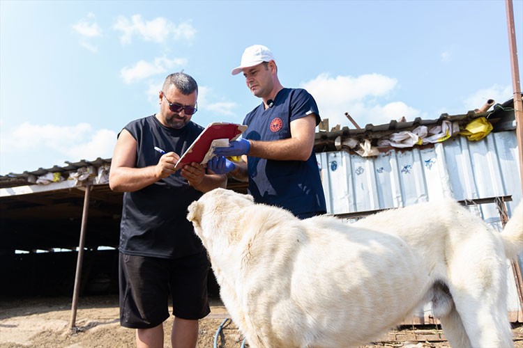 Çanakkale'de çoban köpekleri kimliklendiriliyor