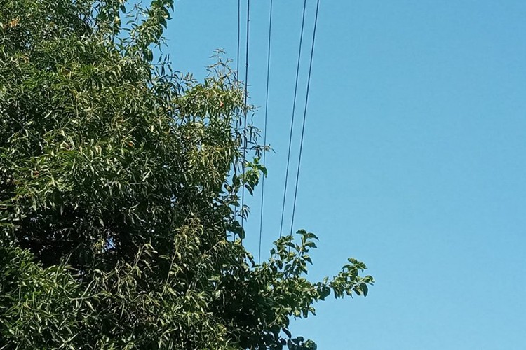 Kesintisiz enerji için iletkenlere temas eden ağaçlar budandı