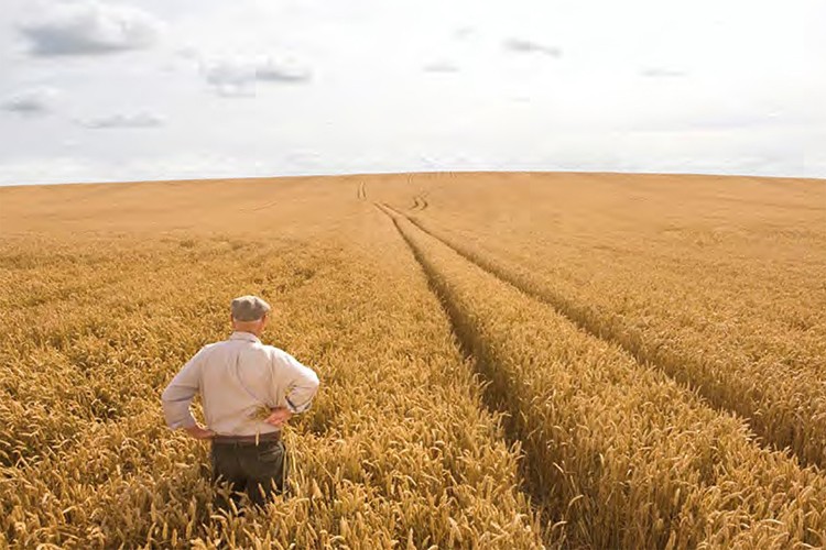Makarnalık buğdayı Türk çiftçileri üretiyor