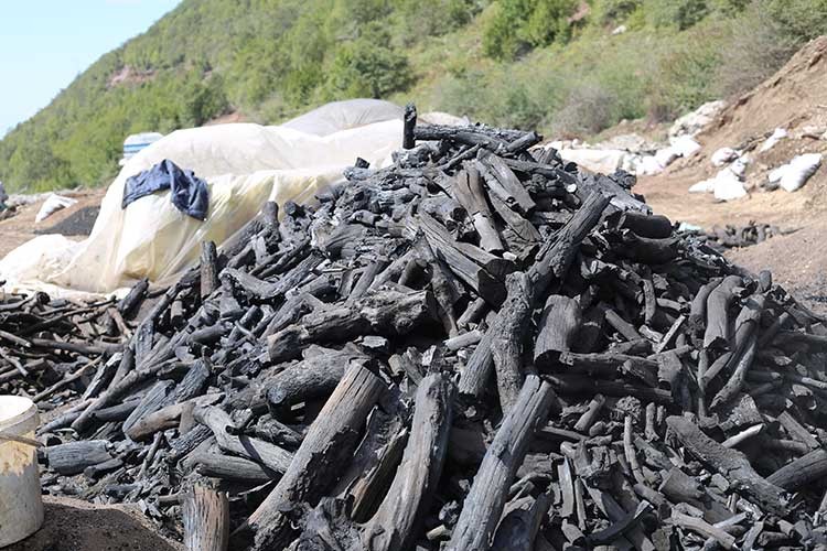 Uyumsuz ağaçlar mangal kömürüne dönüştürülüyor