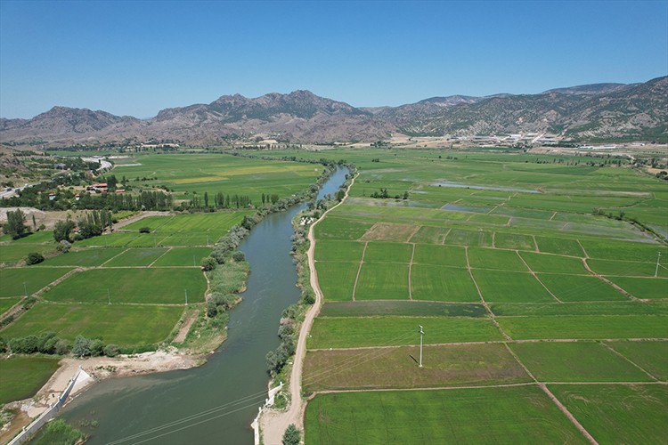 Osmancık'ta çeltik tarlaları yeşile büründü