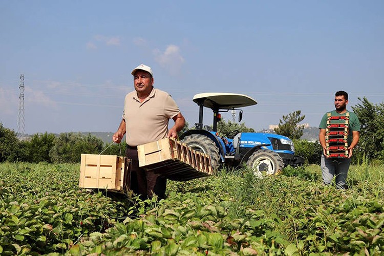 Türkiye tarımda 7 üründe dünya lideri old