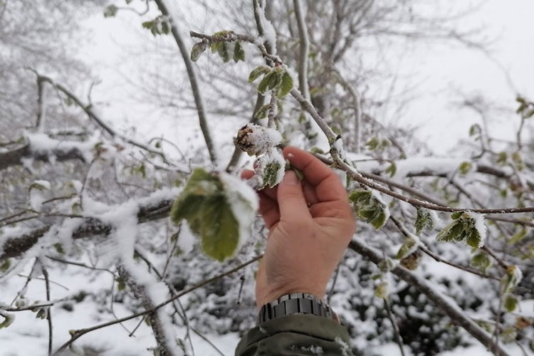Kar yağışı fındık fiyatlarını yükseltti