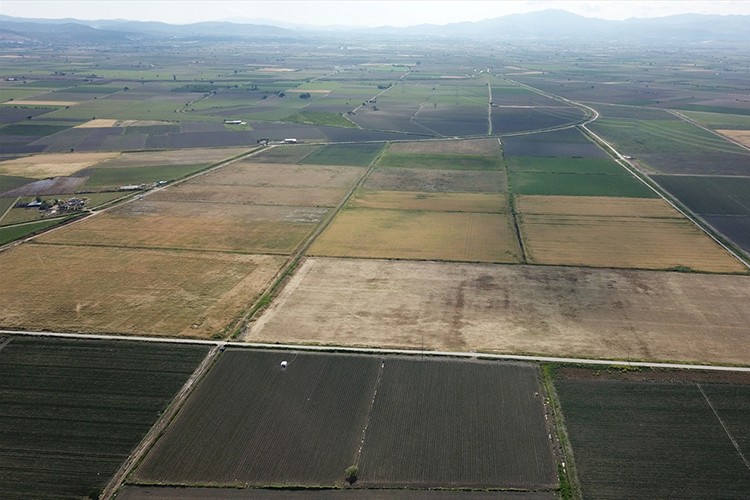 Tıbbi ve aromatik bitkiler Kınık'ta değerlenecek