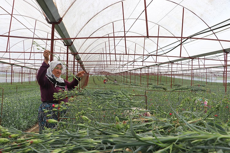 Denizli'den Hollanda ve Rusya'ya karanfil ihracatı